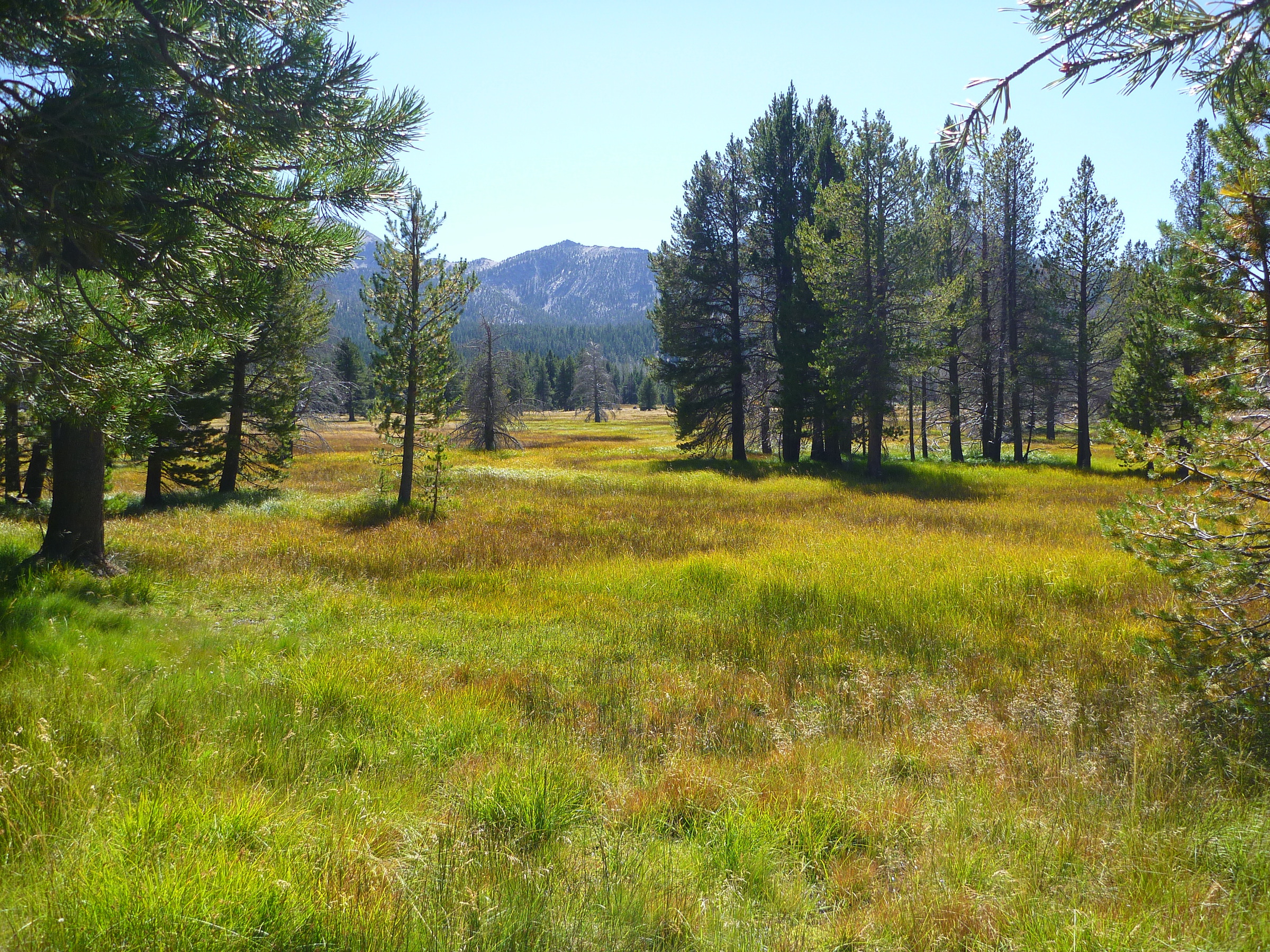 High Meadows